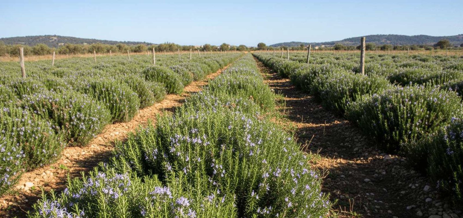 Rosemary cultivation fields supporting traceable essential oil raw material sourcing